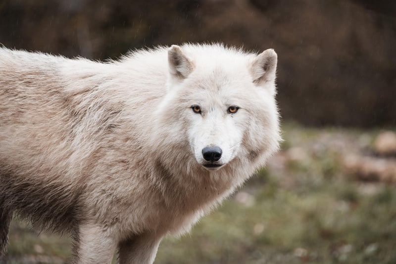 Wolf in the wild